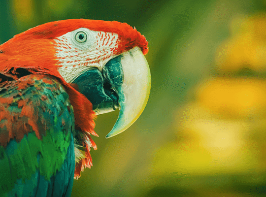 أنثى الببغاء مع الحمض النووي