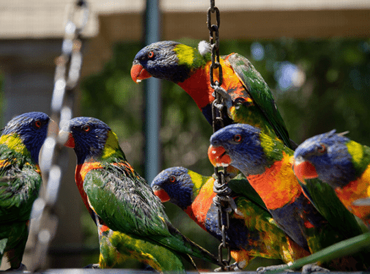 أنثى الببغاء مع الحمض النووي