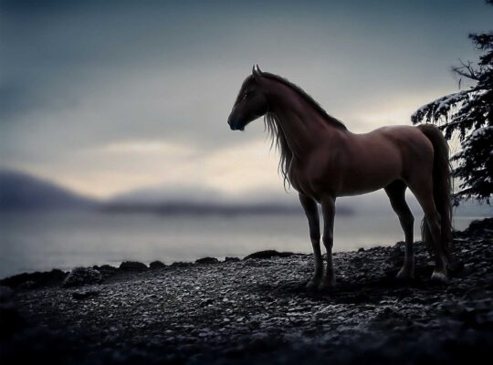 شقة للبيع في اللاذقية