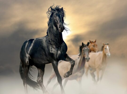 شقة للبيع في سلمى