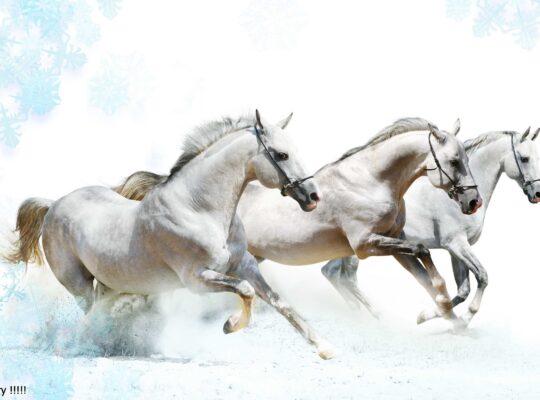 شقة للبيع في سلمى