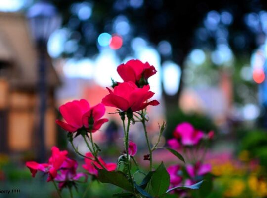 شقة للبيع في سلمى